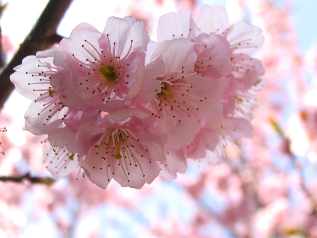 桜の薫り