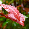 雨のオブジェ