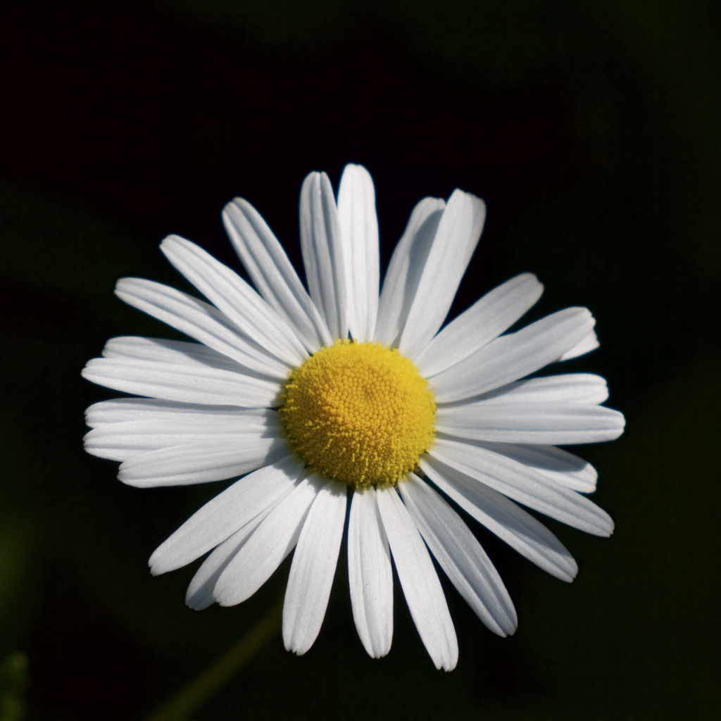 路傍の花３