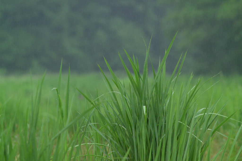 雨の日の緑