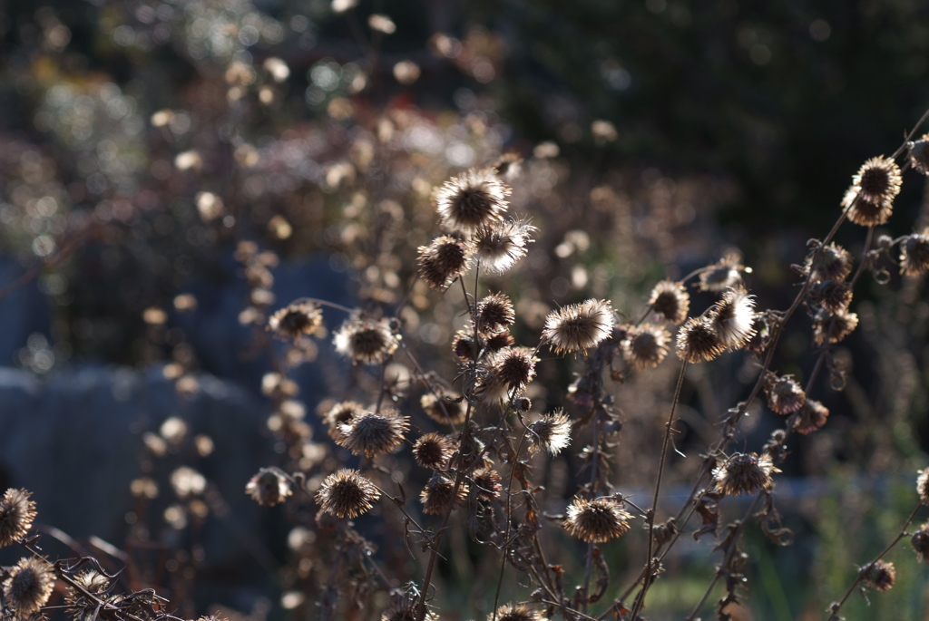 BLACK FLOWER