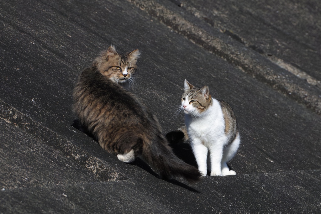 猫の会話