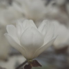 つかのま