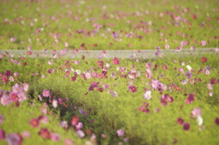 花道これから