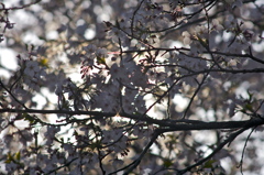 桜の朝