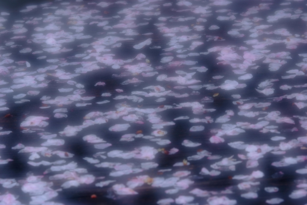 花びらの表情