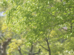 四月の夏日