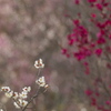 春の時間のリレー