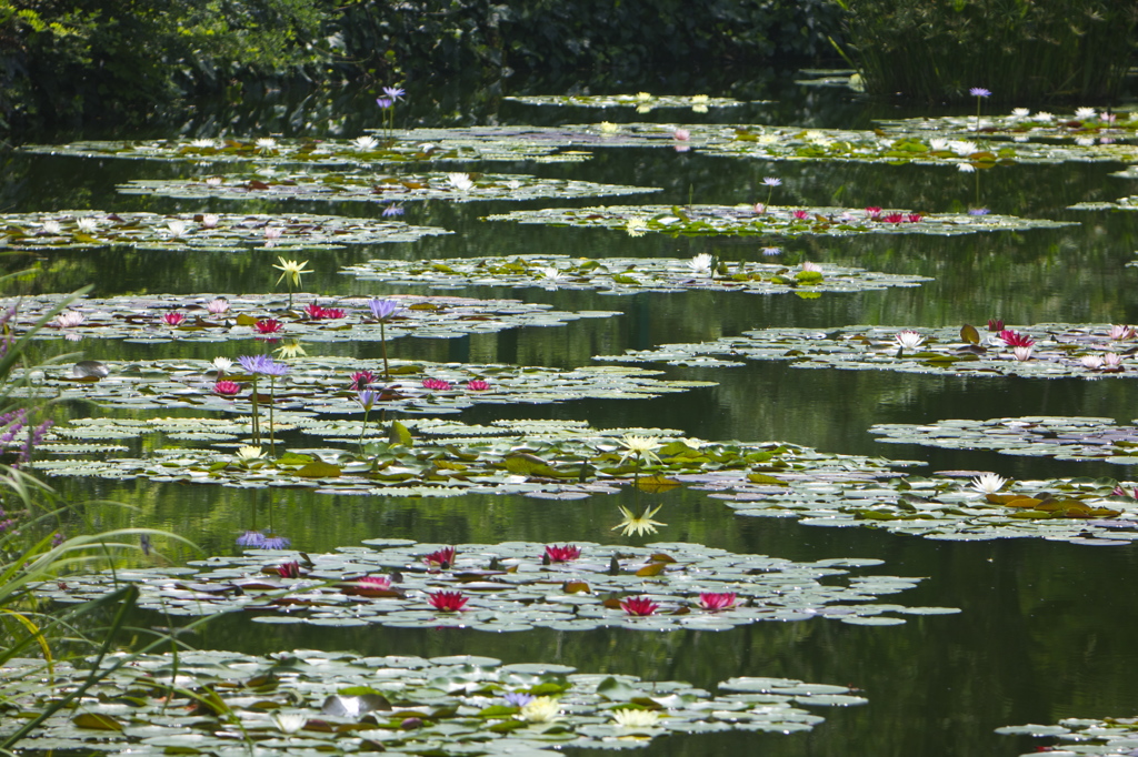 夏華やか