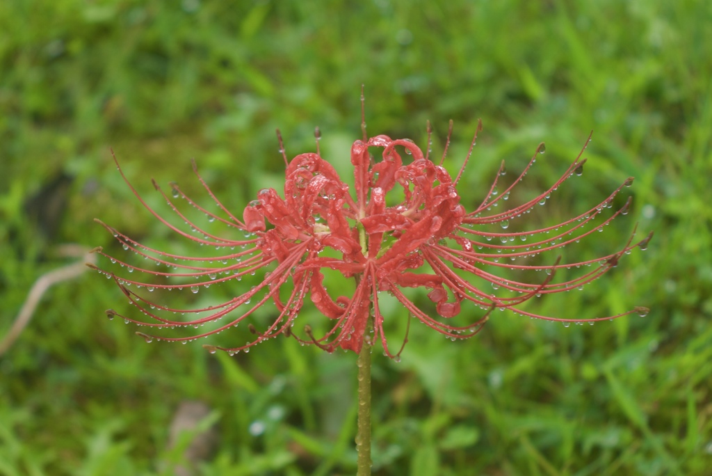 雨あがりの宝石