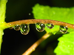 雨若葉