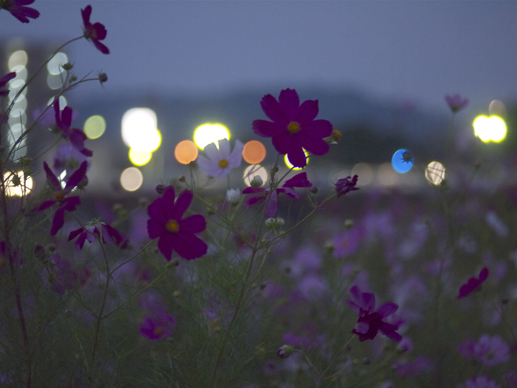 気分は前夜祭