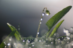 雨の後の贈り物