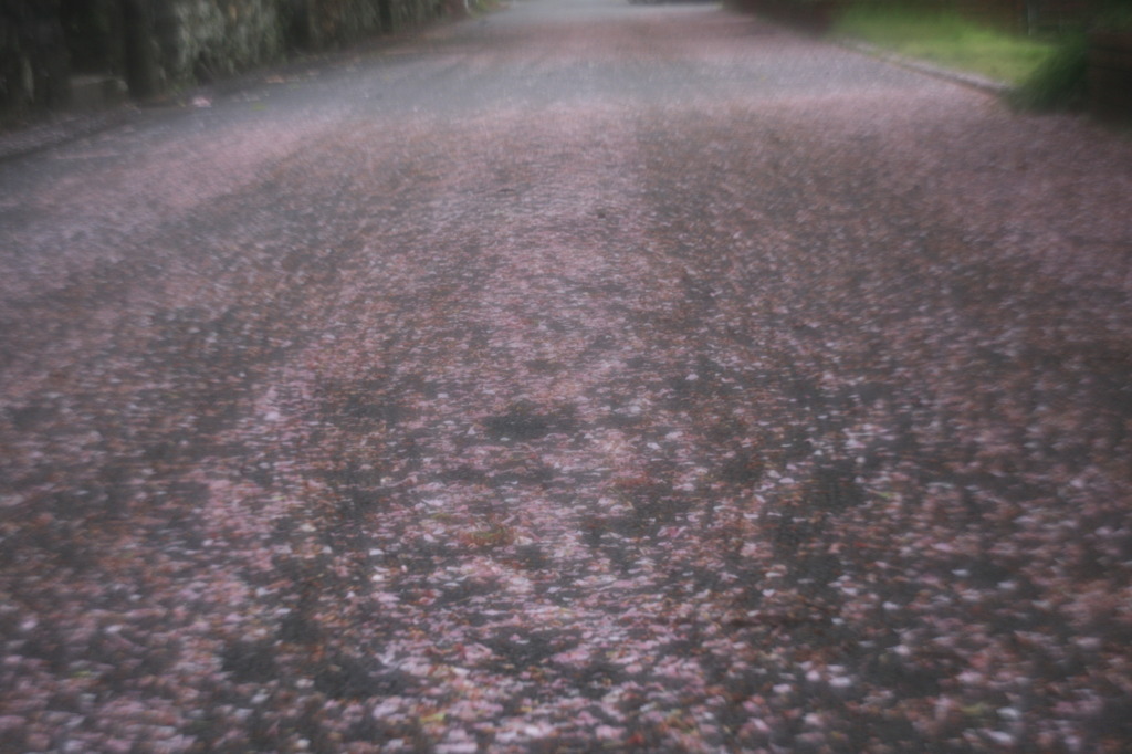 桜道