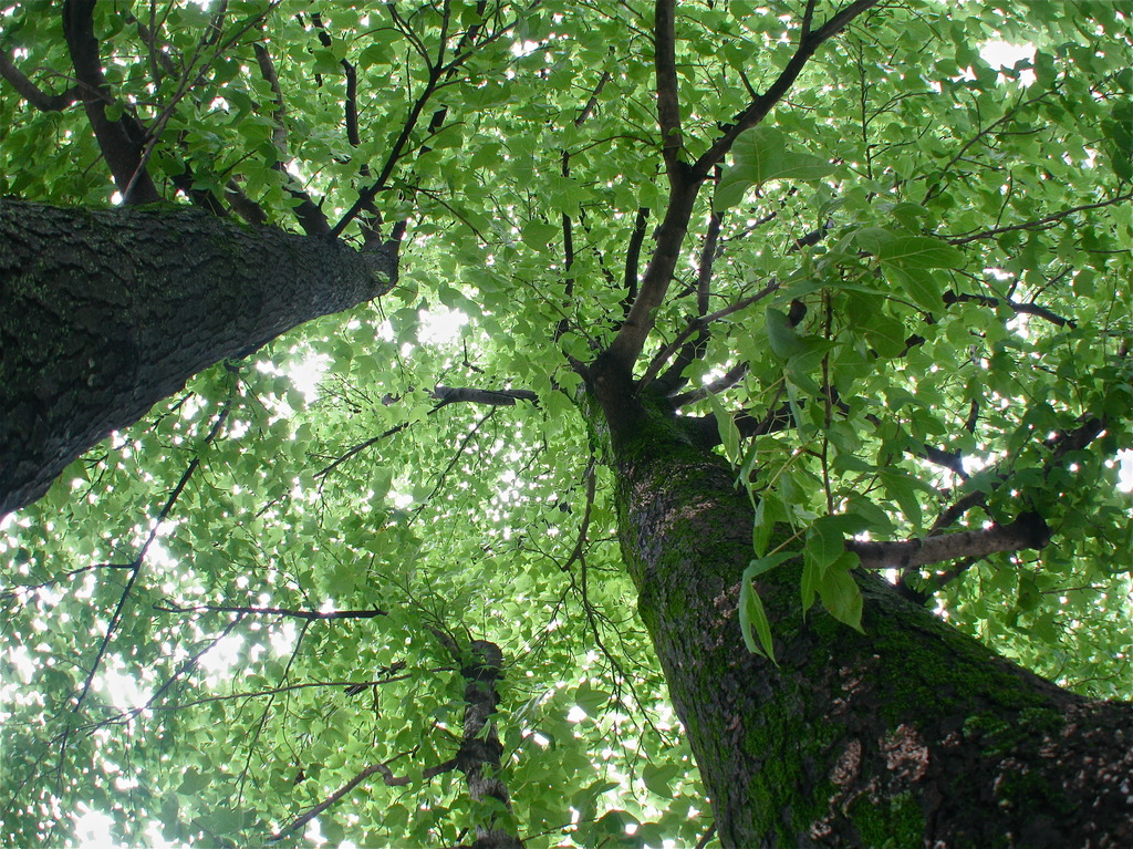 緑潤う