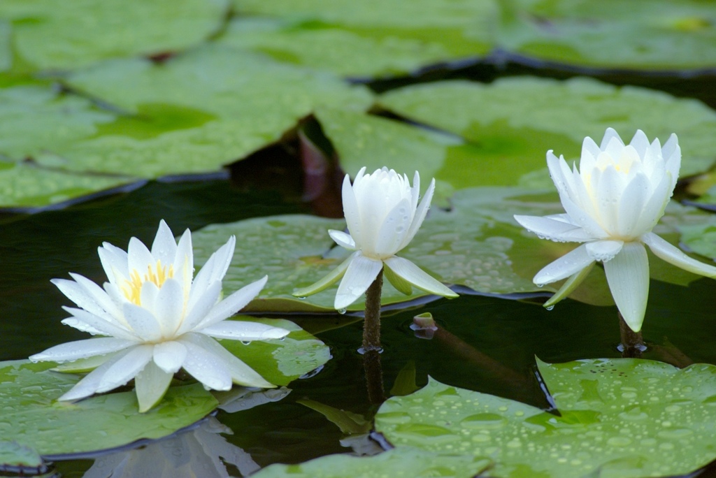 花にも性格