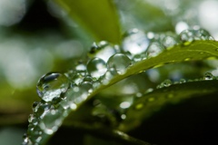 雨あがりの朝