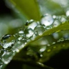 雨あがりの朝