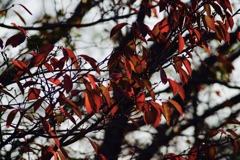 桜の秋