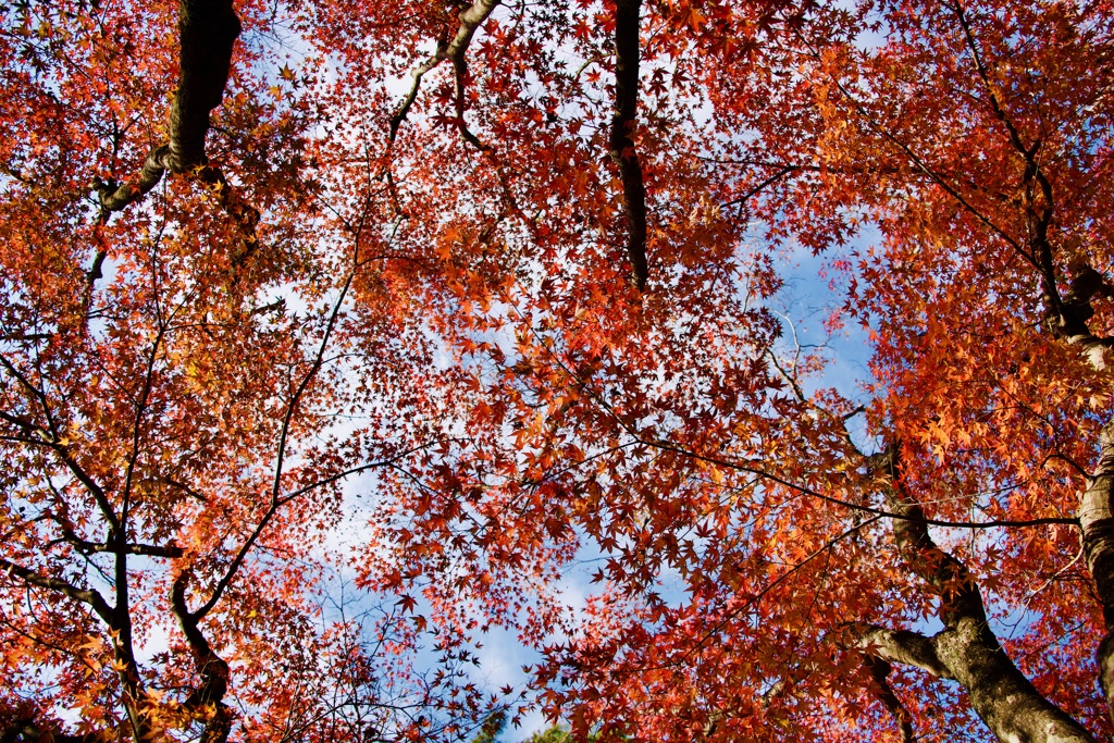 紅葉空