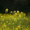 光を得た花