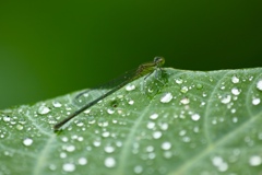 雨粒