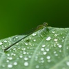 雨粒