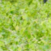 Fresh Green