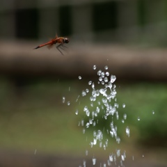 水飲み場