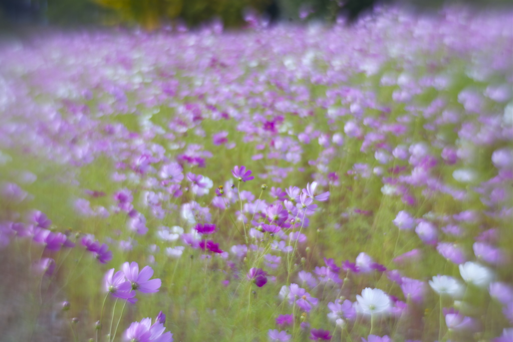 花の波