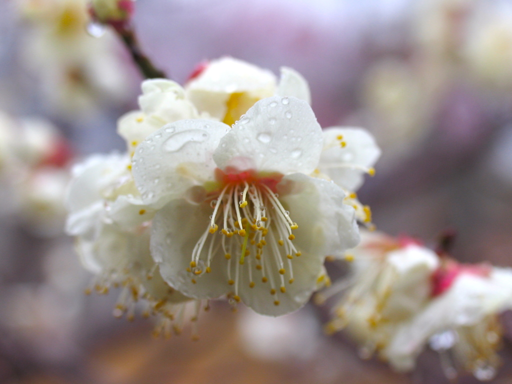 花の想い