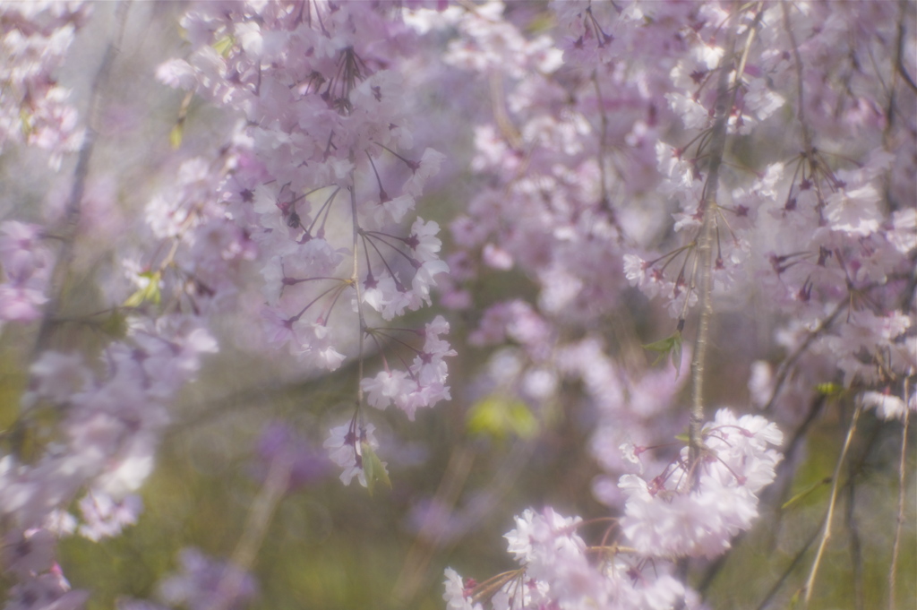 風は桜色