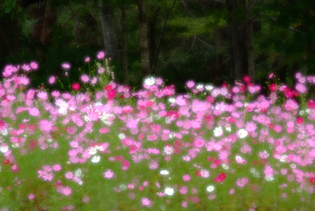 花の一期生