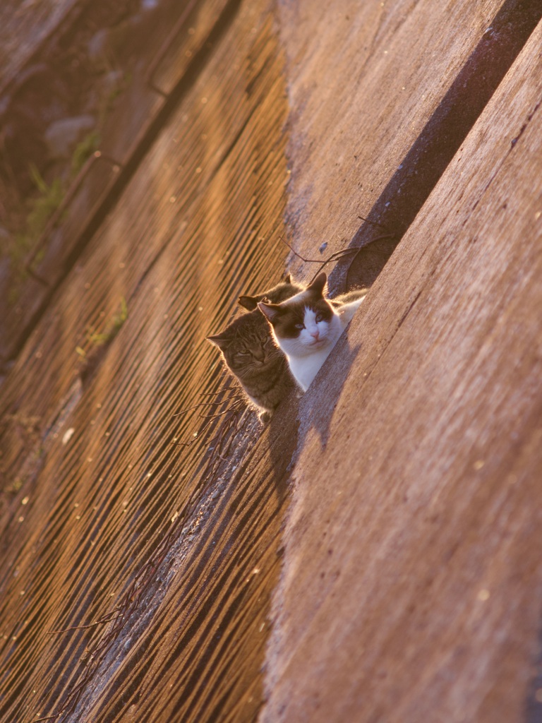 猫団欒