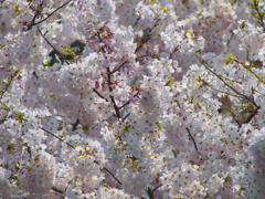 桜の視点