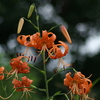 河川敷の夏の花５