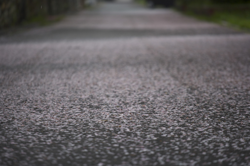 桜道の条件