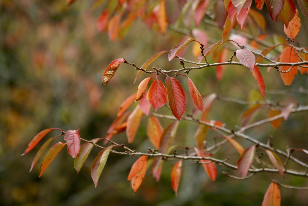 桜紅葉