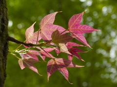 若葉紅葉