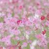 10月艶やか