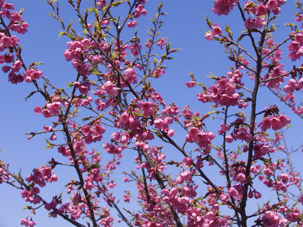 空と花と