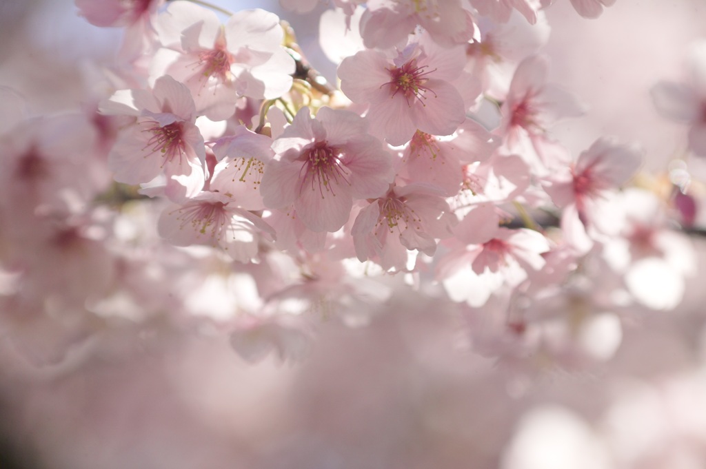 桜色の時間２