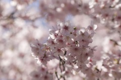 桜色の時間４