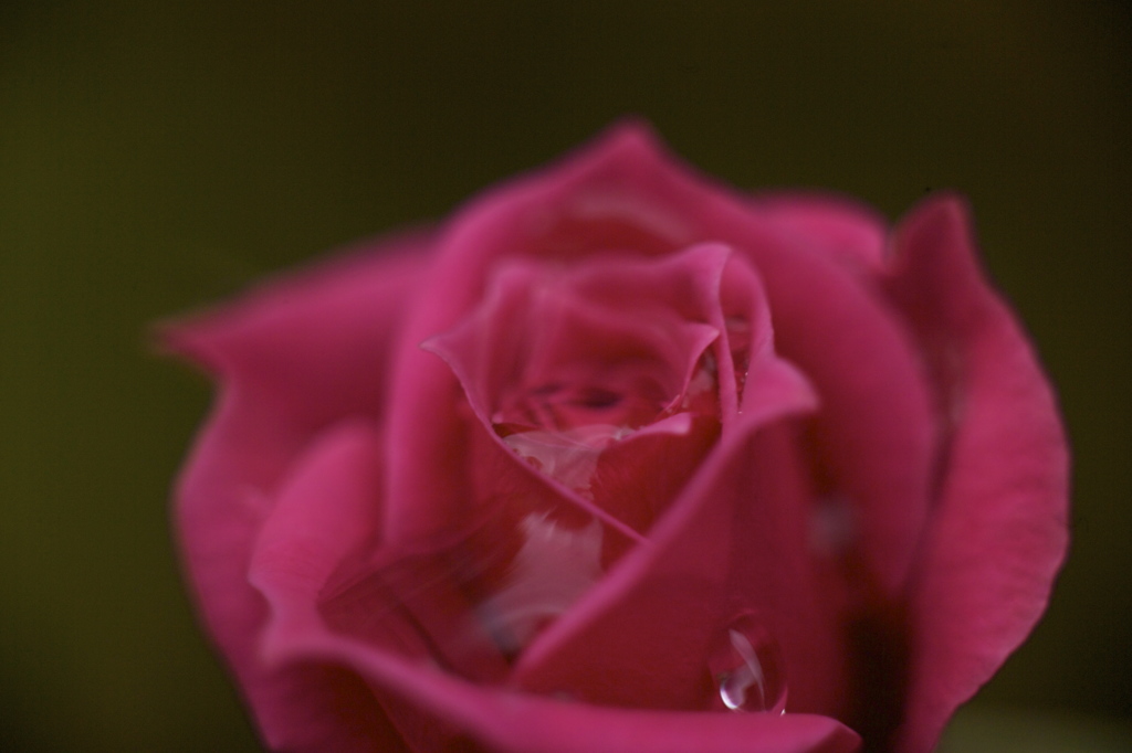 ROSE WATER