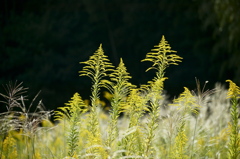 10月の荒野