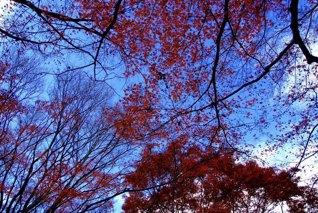 名残紅葉２