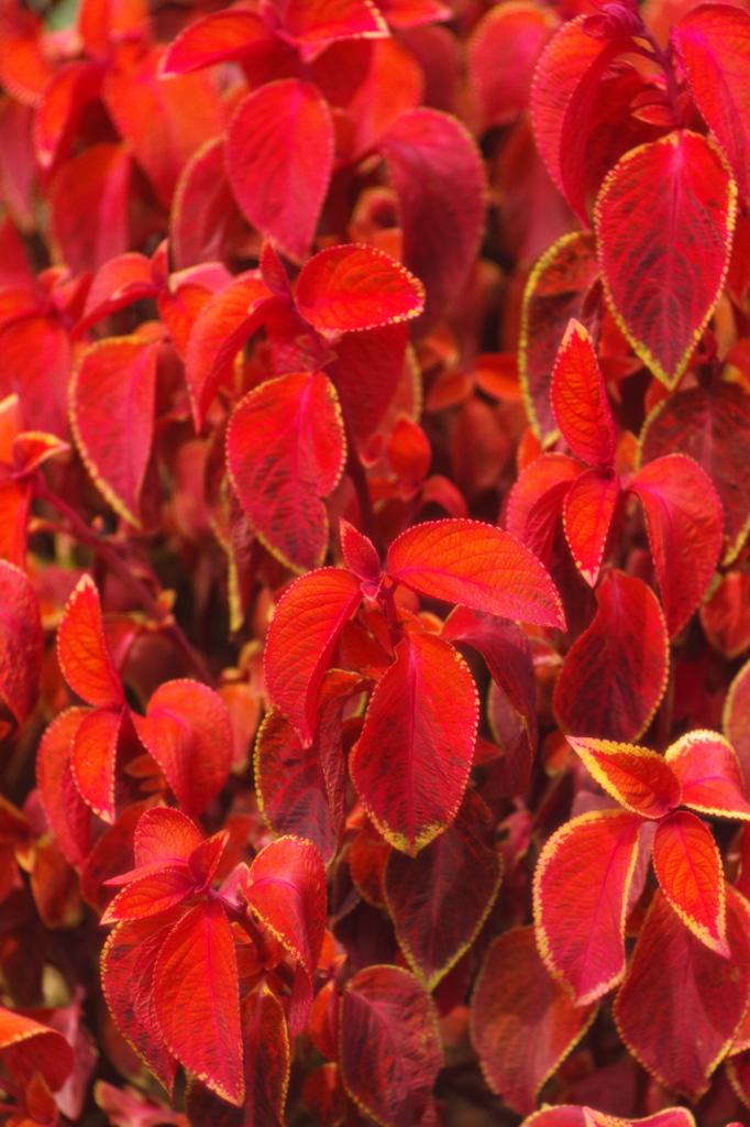 RED LEAVES