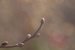 木の芽の夢