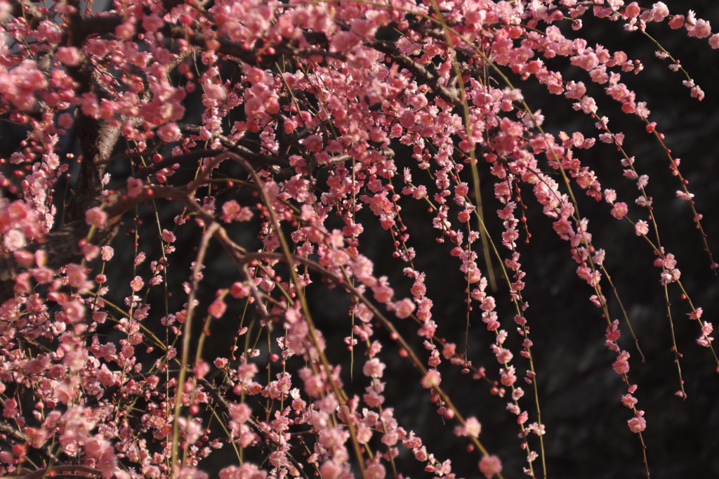 昼下がりの花しぶき
