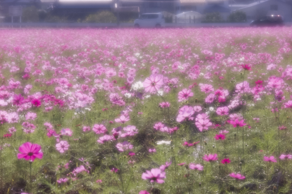 初冬の朝